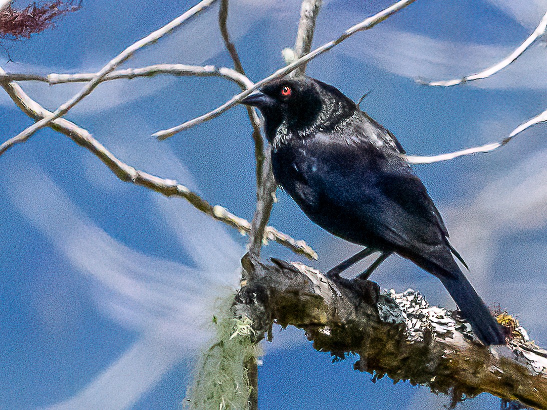 Bronzed Cowbird - Clark Johnson