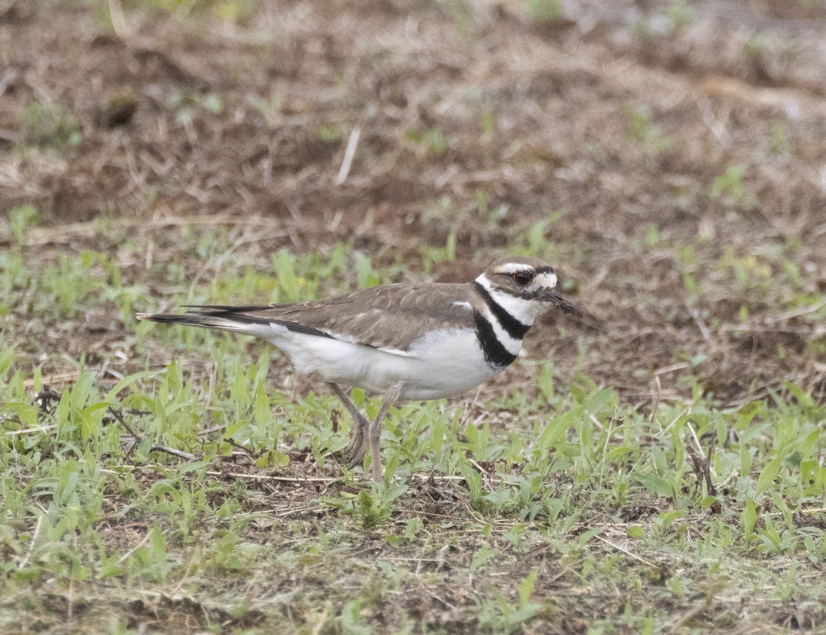 Killdeer - Sally Edwards