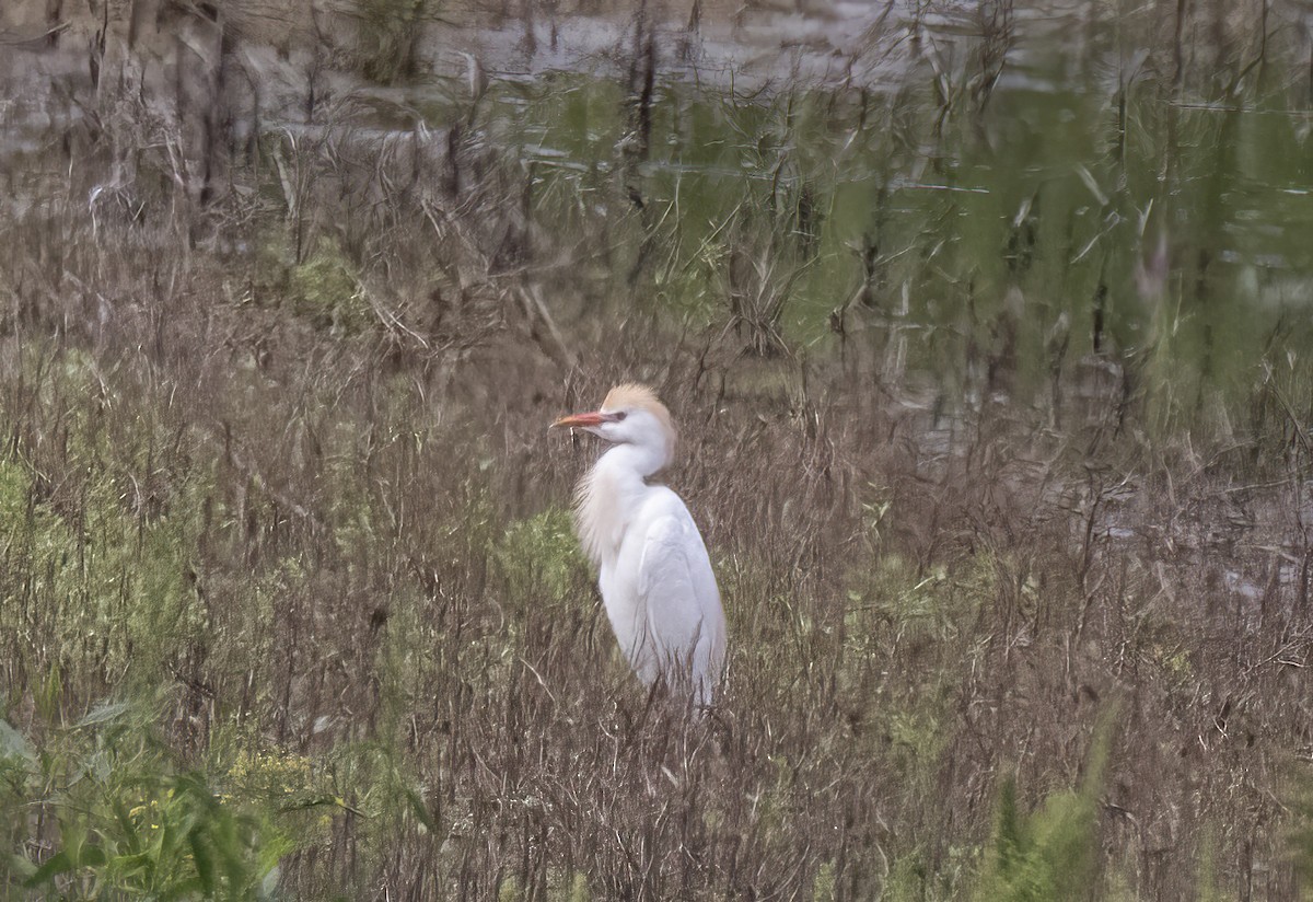 Western Cattle Egret - Sally Edwards