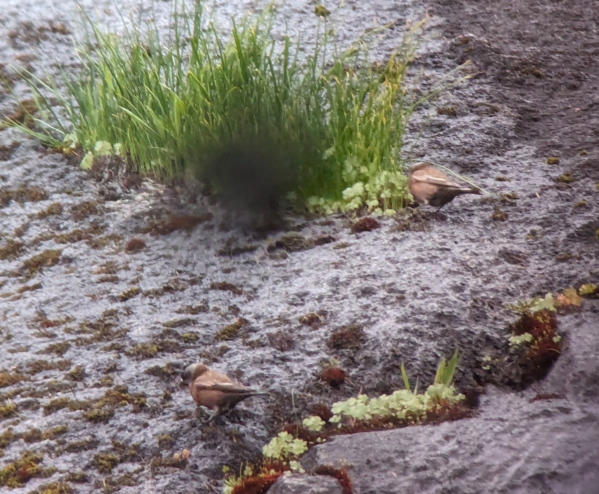 ハイガシラハギマシコ（littoralis） - ML618580785