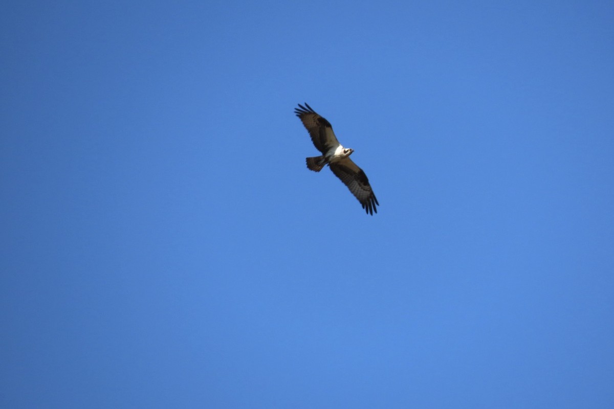 Águila Pescadora - ML618580823