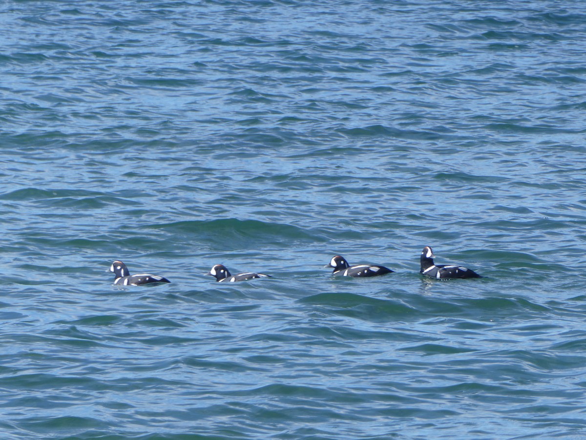 Harlequin Duck - Tess Jackes