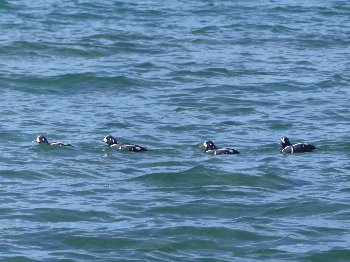 Harlequin Duck - Tess Jackes