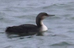 Pacific Loon - Cindy Harness