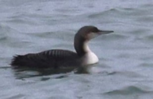 Pacific Loon - ML618580918