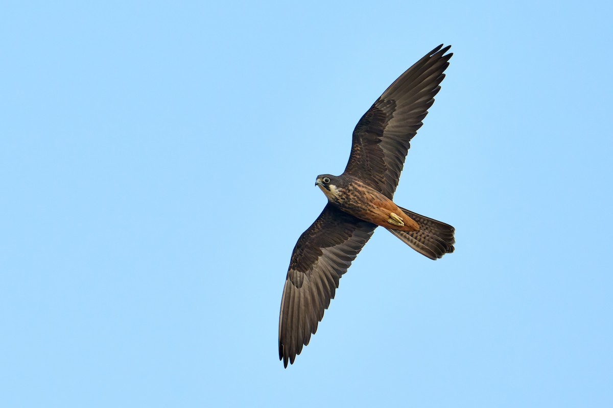 Eleonora's Falcon - Tomáš Grim