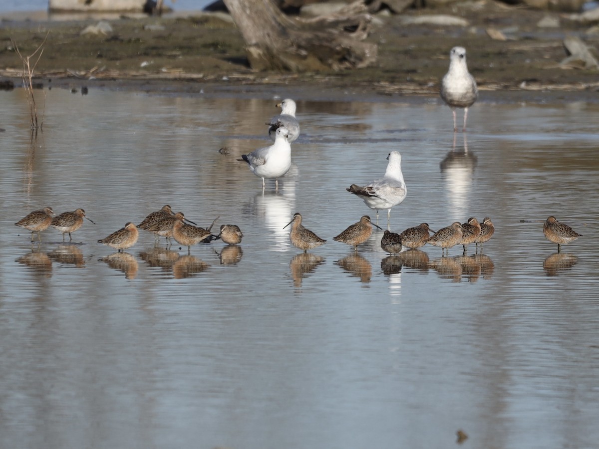 Short-billed Dowitcher - ML618580957