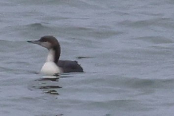 Pacific Loon - Cindy Harness