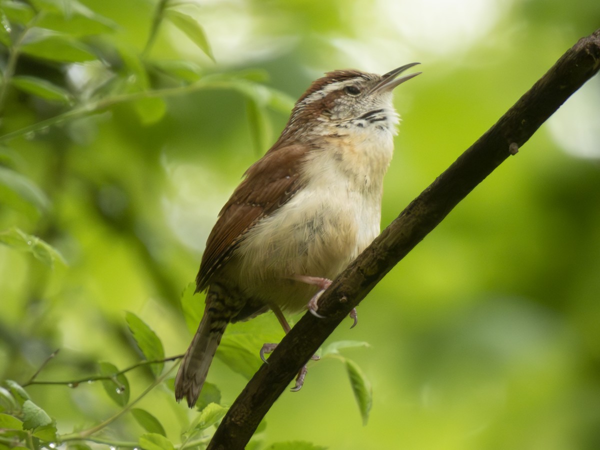 Carolina Wren - ML618580977