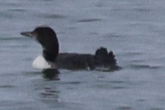 Common Loon - ML618580993