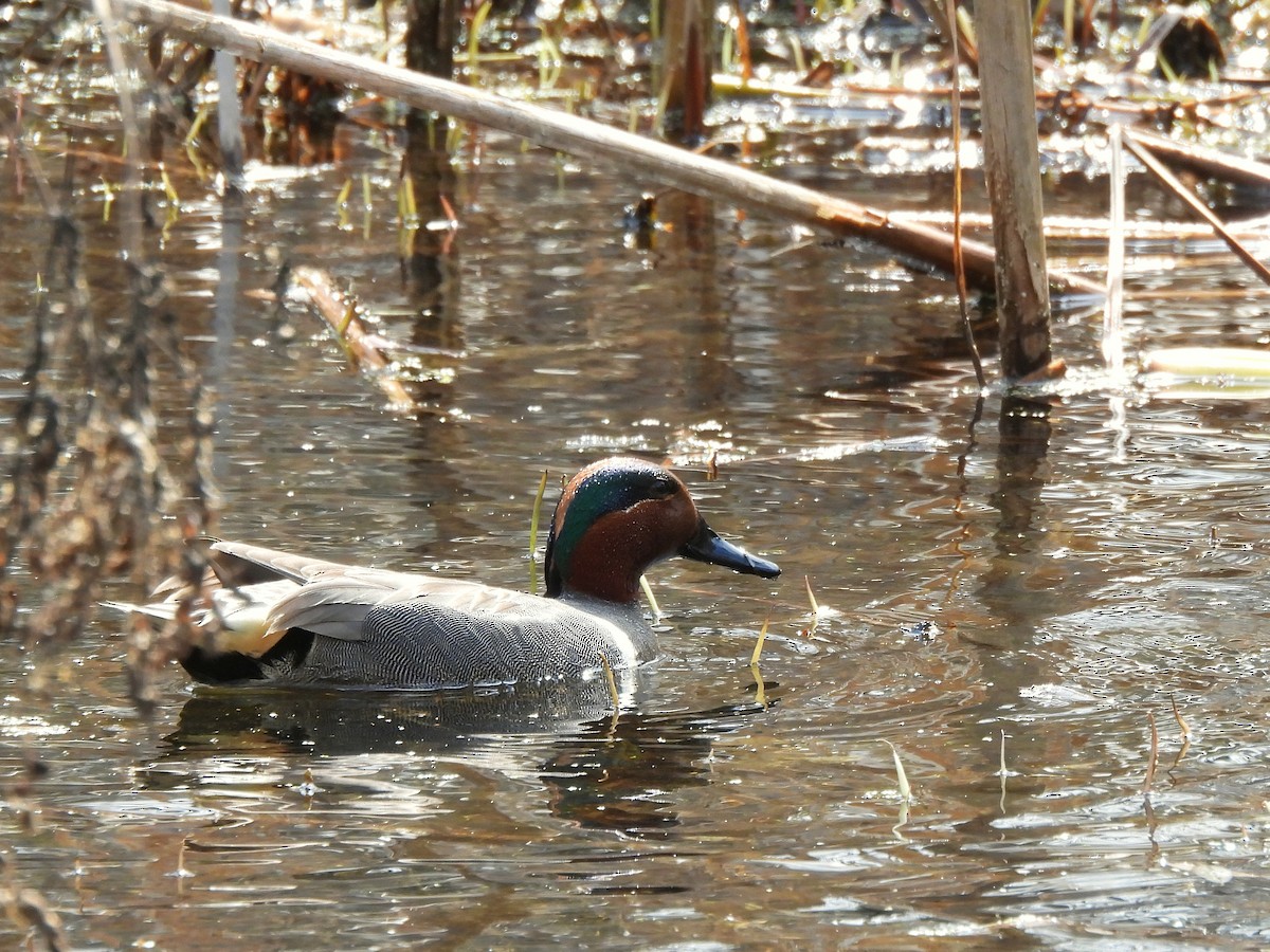 Green-winged Teal - Nathalie Ouellet