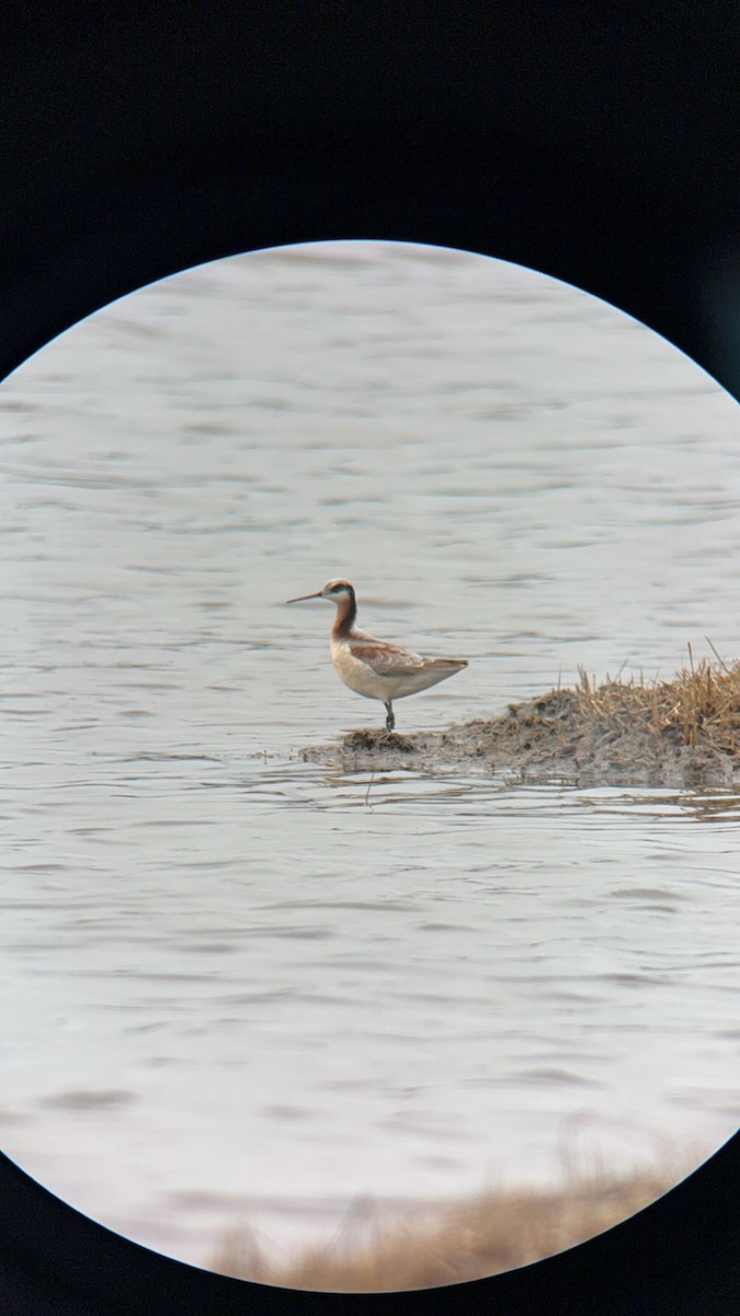 Wilson's Phalarope - ML618581018