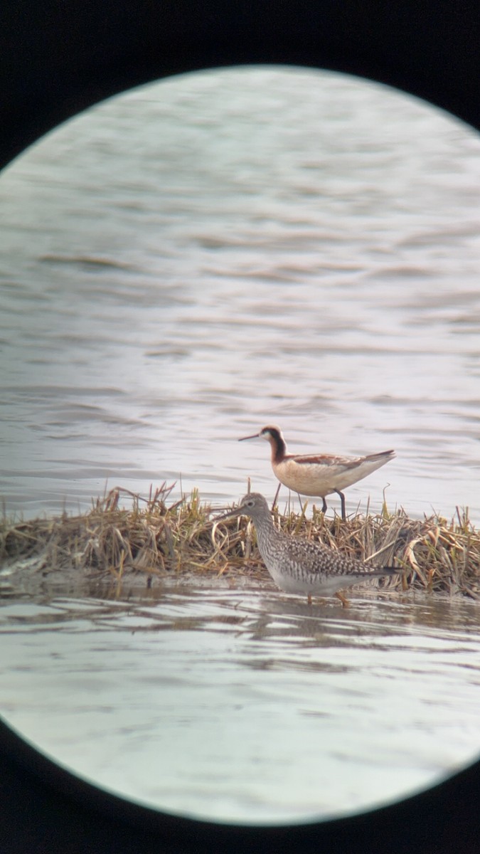 Wilson's Phalarope - ML618581019