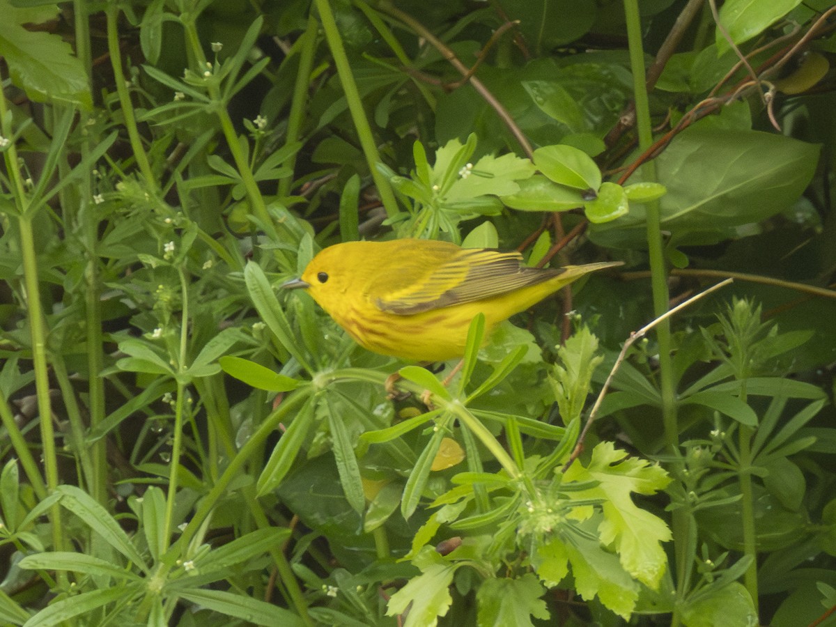 Yellow Warbler - ML618581021