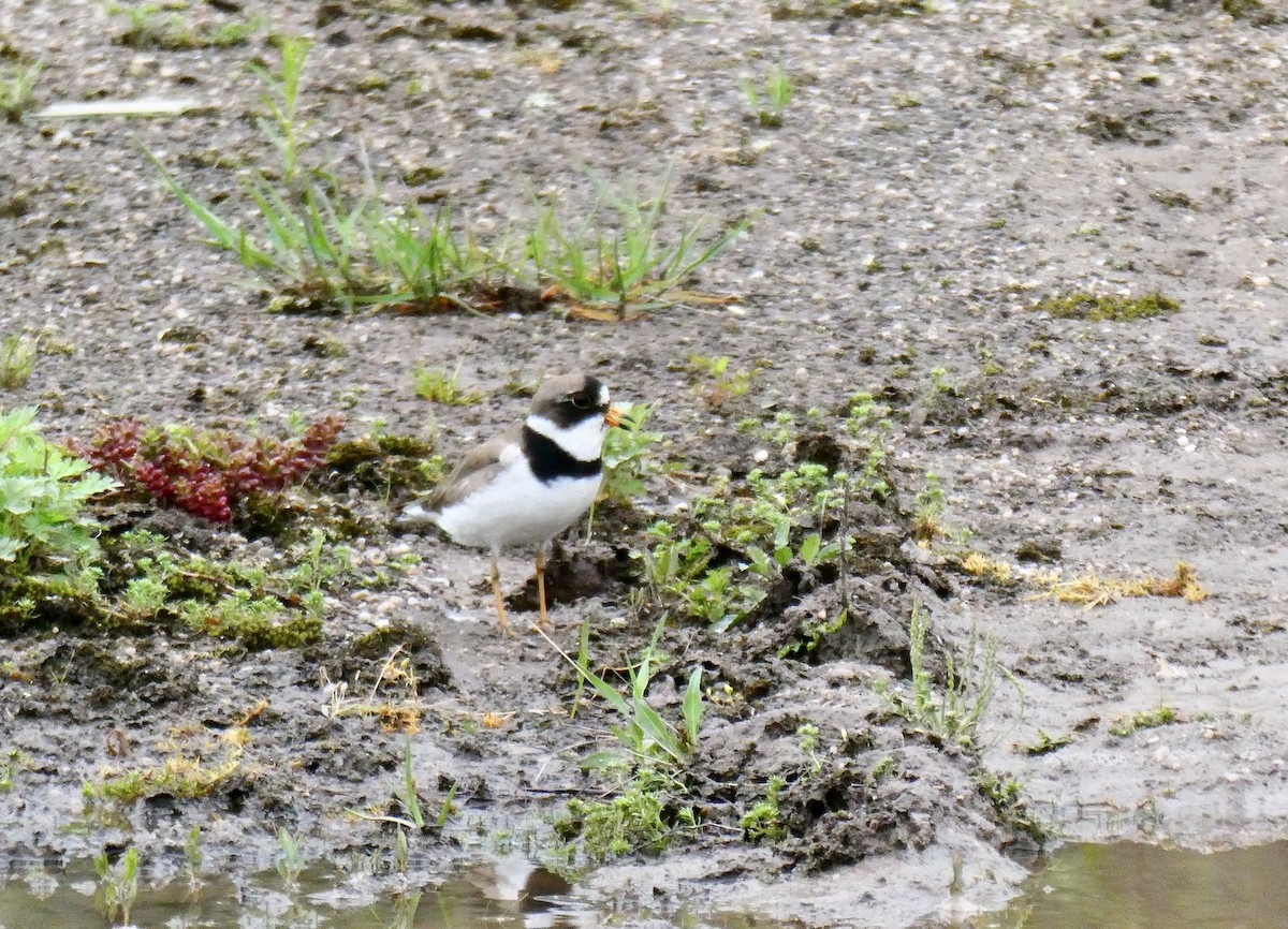 Semipalmated Plover - Scott Graber