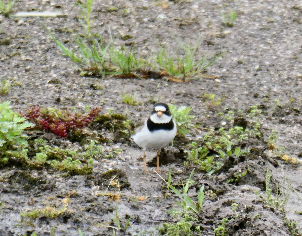 Semipalmated Plover - Scott Graber