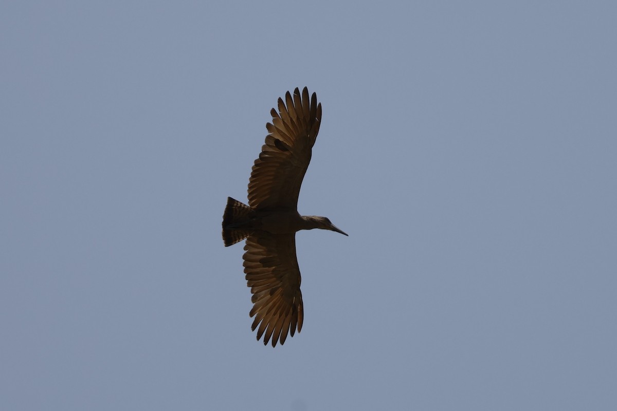 Hamerkop - ML618581090