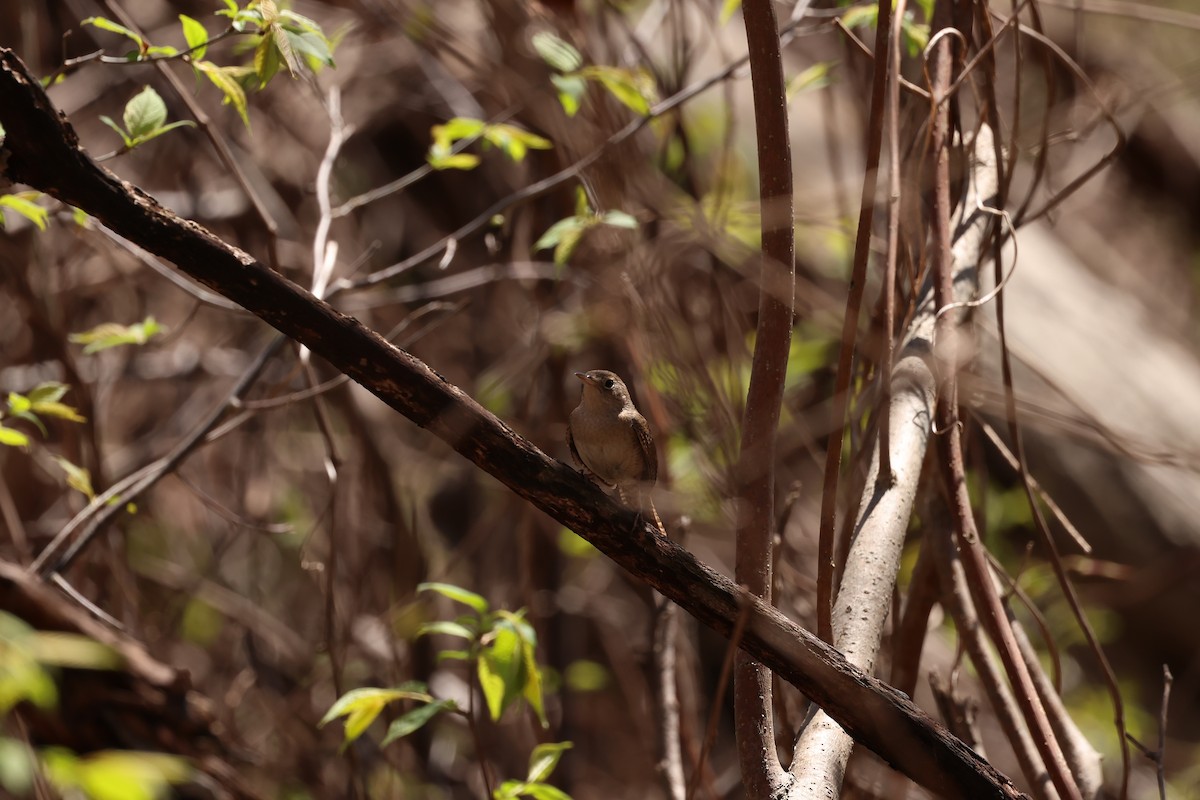 House Wren - ML618581103