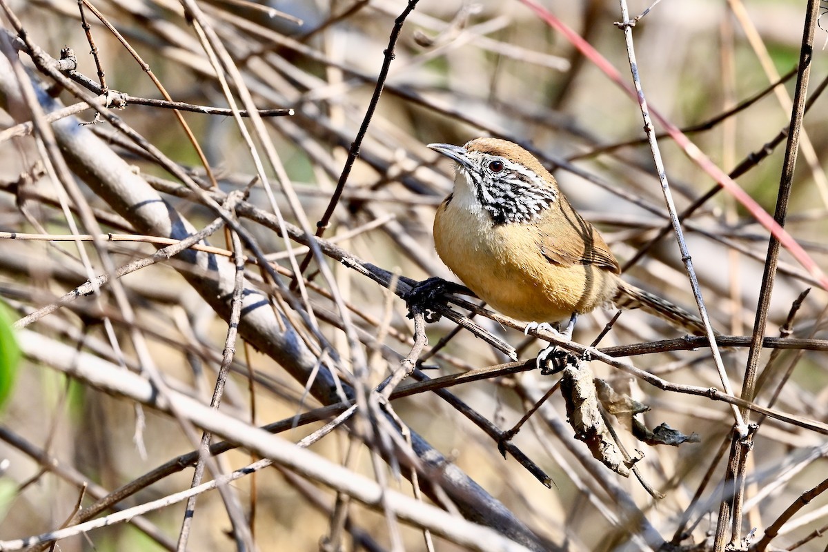 Happy Wren (Mainland) - ML618581116