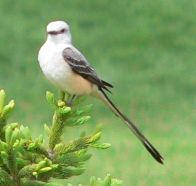 Scissor-tailed Flycatcher - ML618581132