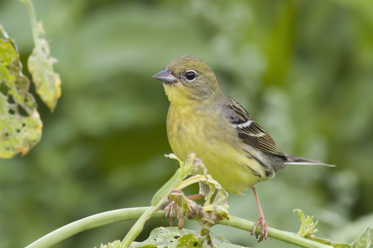 Yellow Bunting - ML618581147