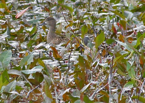 Blue-winged Teal - ML618581157