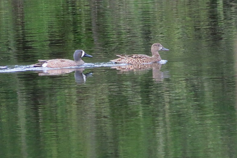 Blue-winged Teal - ML618581158