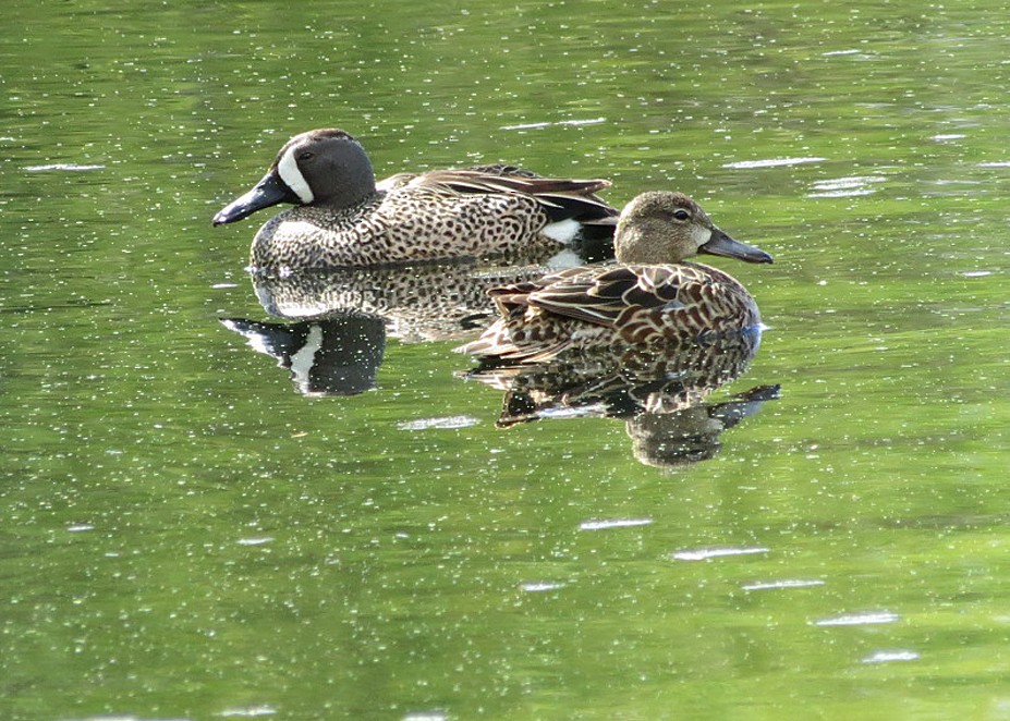 Blue-winged Teal - ML618581159
