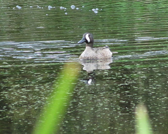 Blue-winged Teal - Lisa Genuit