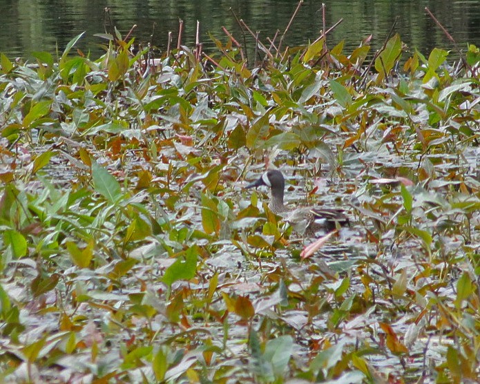 Blue-winged Teal - ML618581161