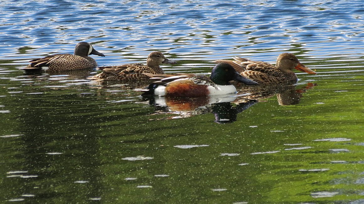 Blue-winged Teal - ML618581163