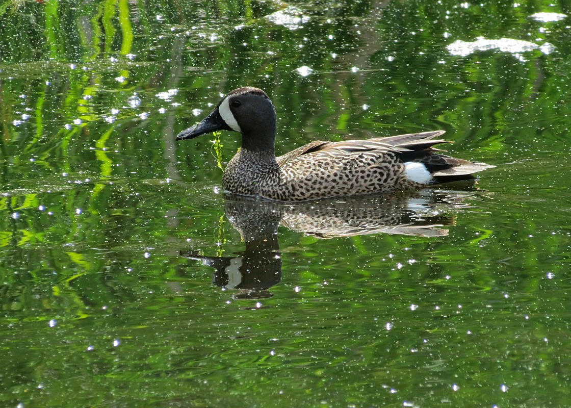 Blue-winged Teal - ML618581164