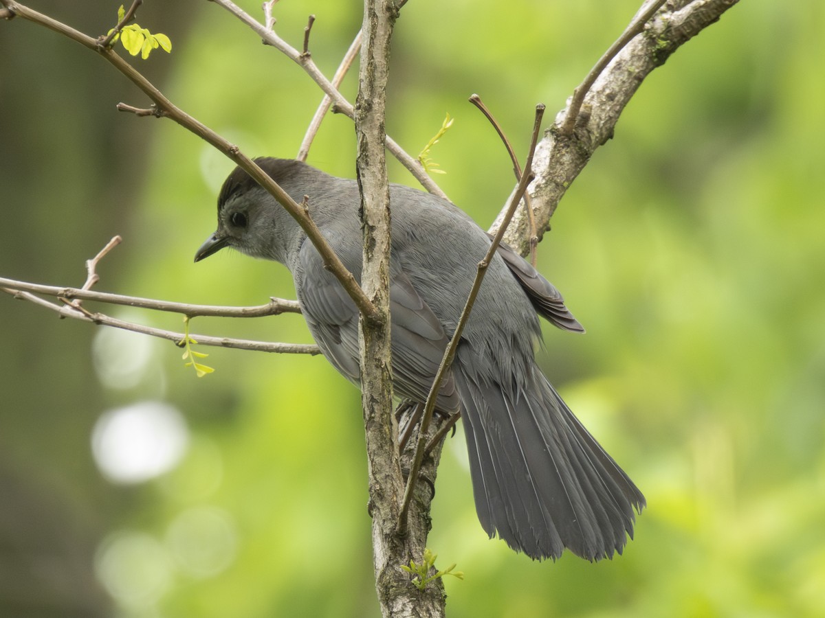 Pájaro Gato Gris - ML618581200