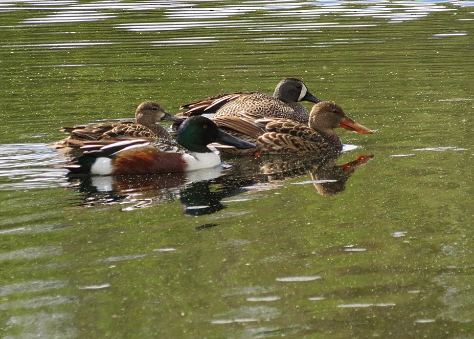 Northern Shoveler - ML618581215