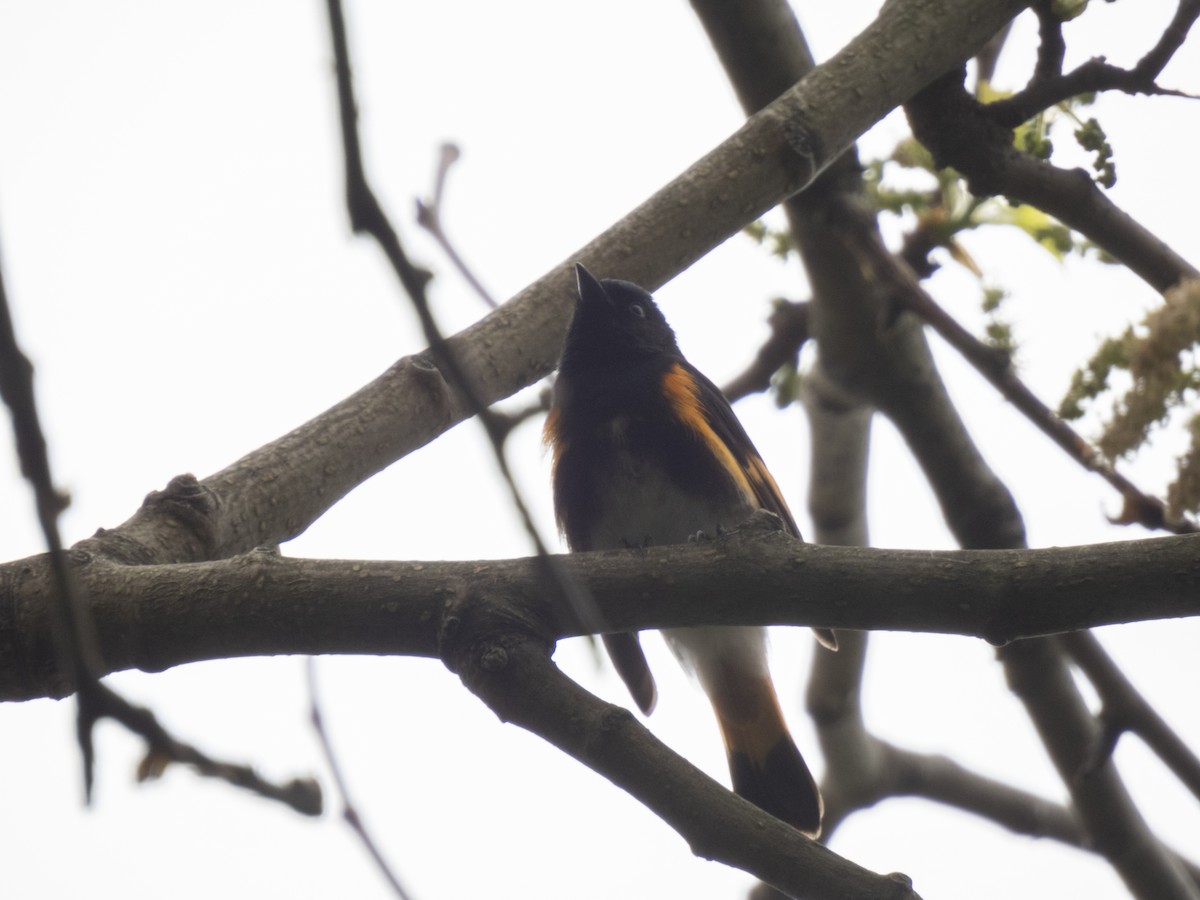 American Redstart - ML618581219