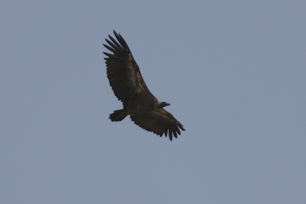 White-backed Vulture - ML618581236