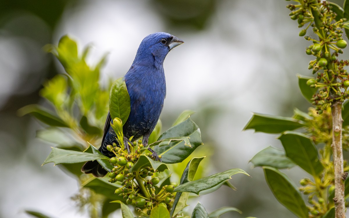 Blue Grosbeak - Atlee Hargis