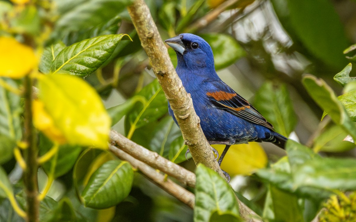 Blue Grosbeak - Atlee Hargis