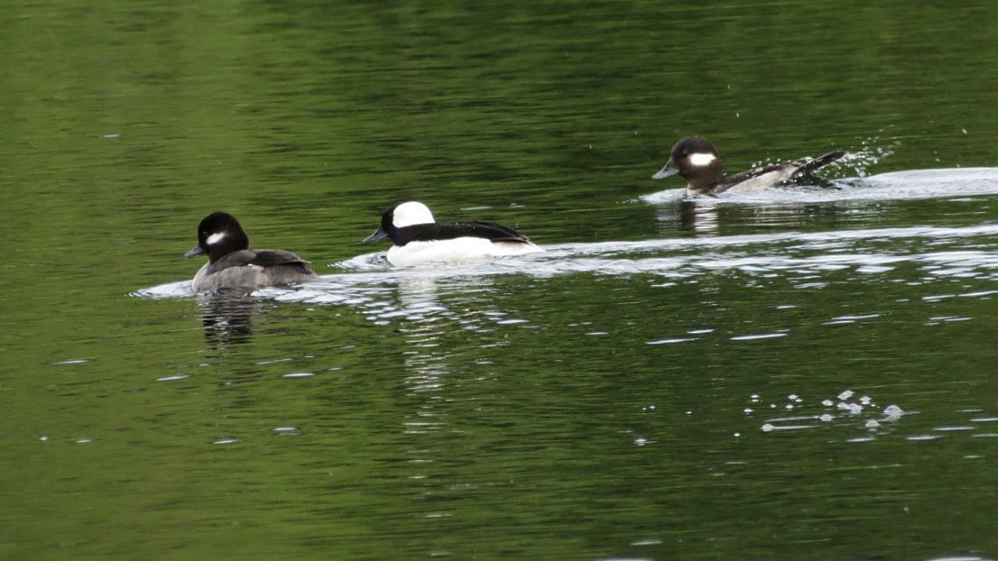 Bufflehead - Lisa Genuit