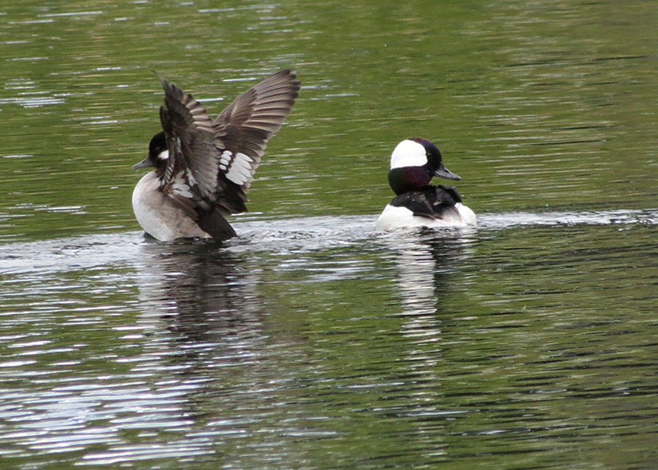 Bufflehead - ML618581249