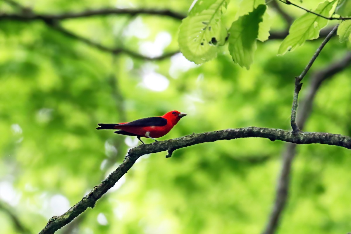 Scarlet Tanager - David Lang