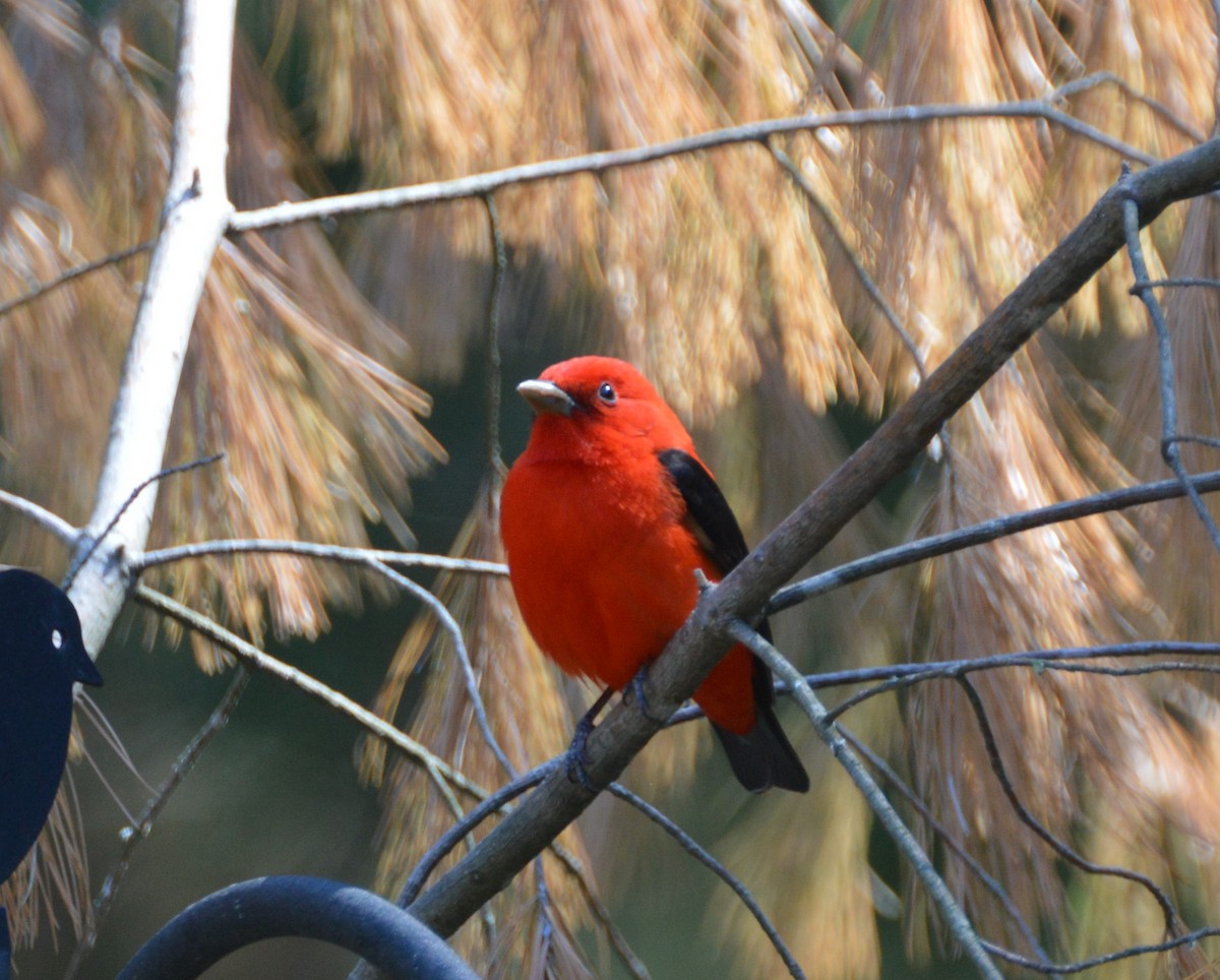 Scarlet Tanager - Jeff Johnson