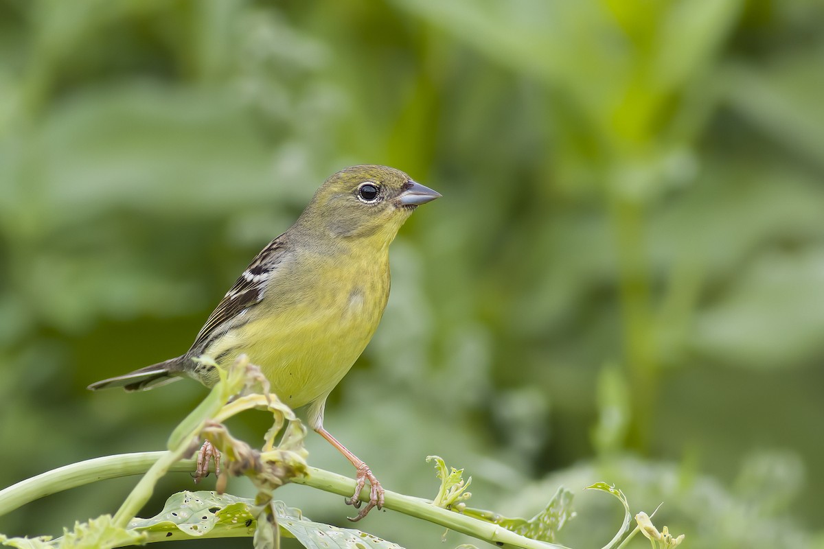 Yellow Bunting - ML618581293