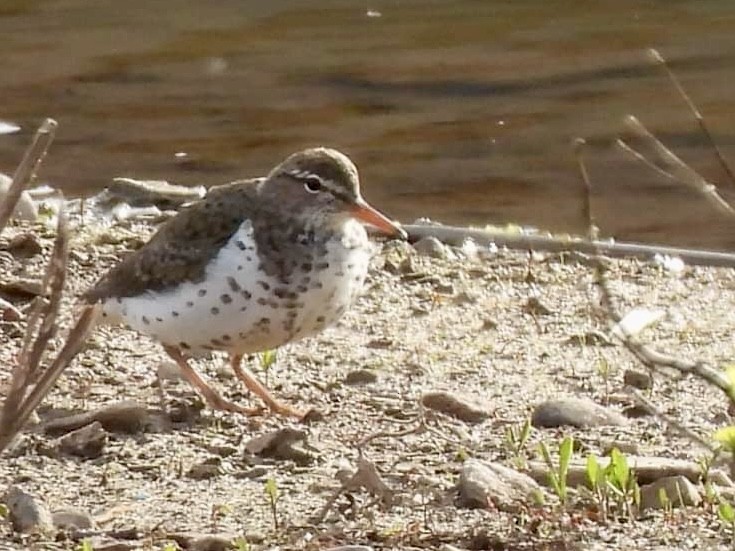 Spotted Sandpiper - ML618581345