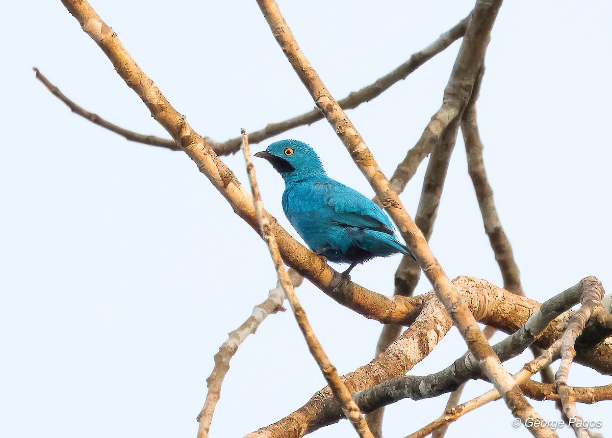 Cotinga Mayna - ML618581382