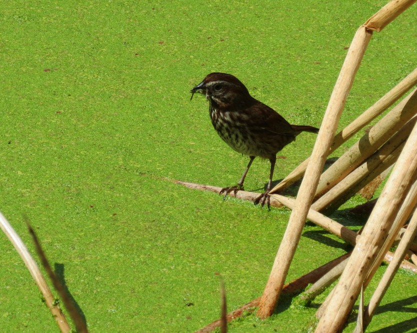 Song Sparrow - ML618581387