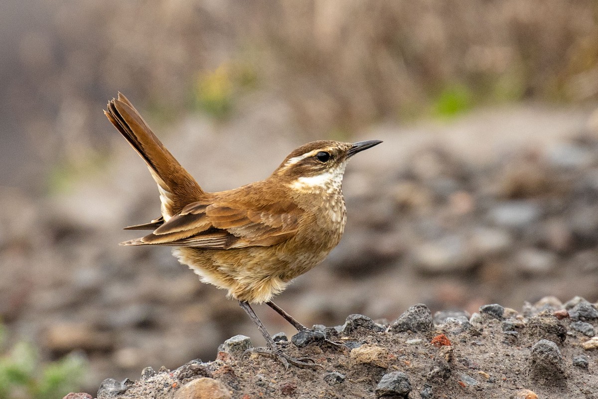 Chestnut-winged Cinclodes - ML618581394