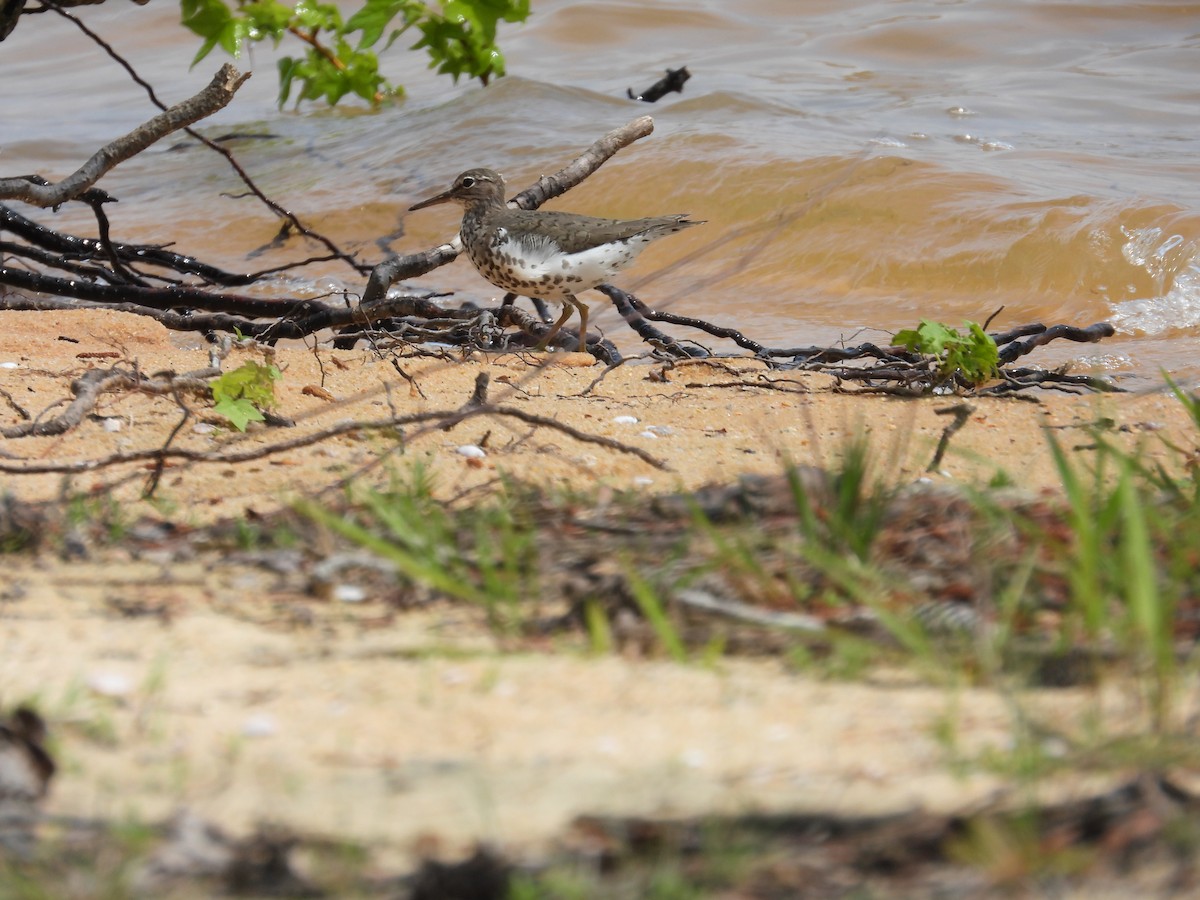 Spotted Sandpiper - ML618581395
