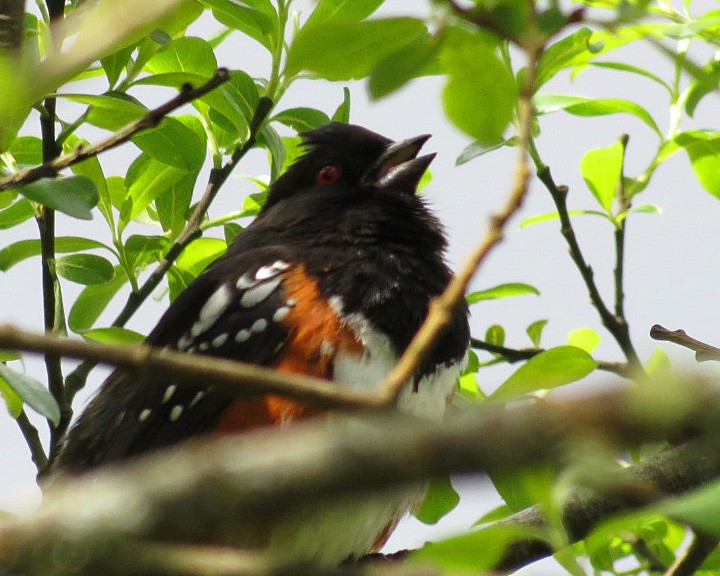 Spotted Towhee - ML618581400
