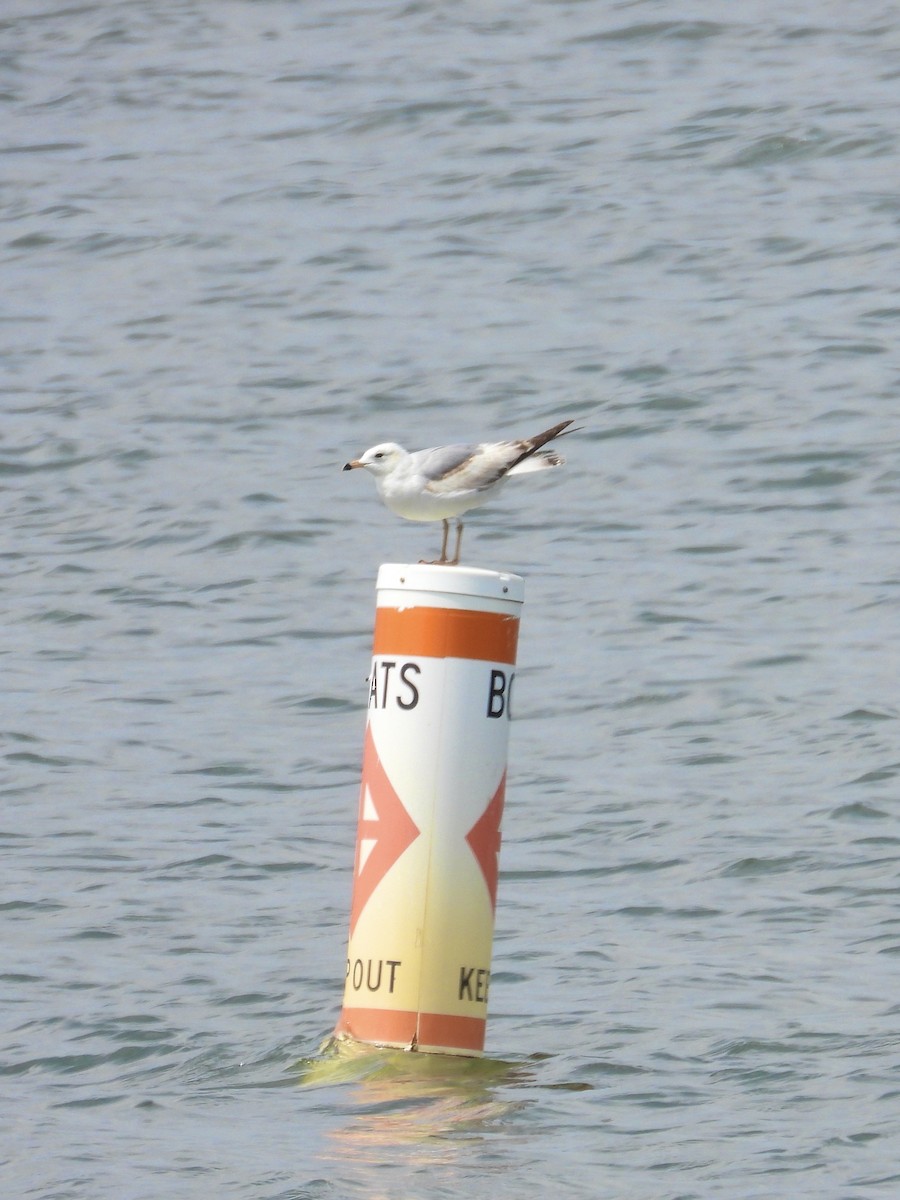 Ring-billed Gull - ML618581401